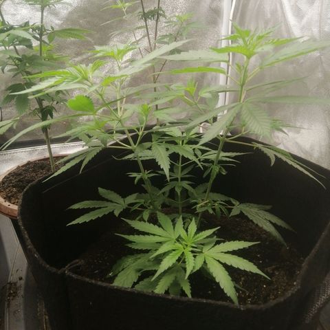 Colt.45​ growlog timeline photo