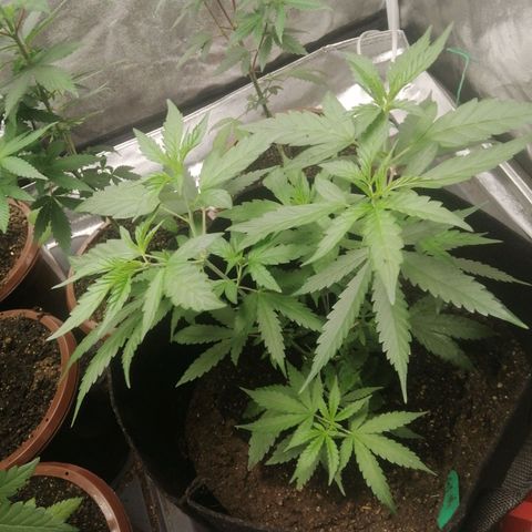 Colt.45​ growlog timeline photo