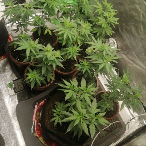 Sour Diesel growlog timeline photo
