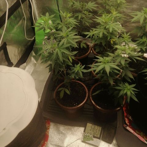 Sour Diesel growlog timeline photo