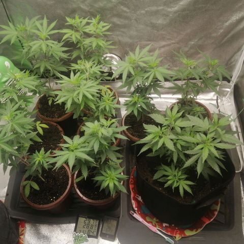 Sour Diesel growlog timeline photo
