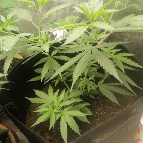 Colt.45​ growlog timeline photo