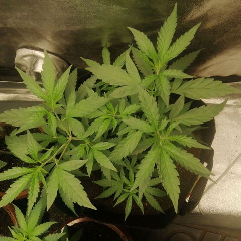 Colt.45​ growlog timeline photo