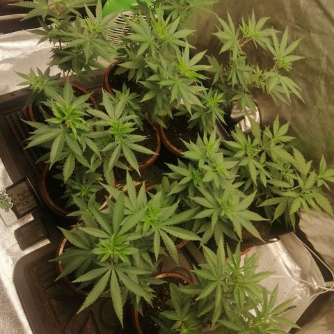 Sour Diesel growlog timeline photo