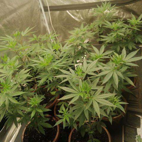 Sour Diesel growlog timeline photo