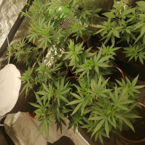 Sour Diesel growlog timeline photo