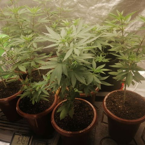 Sour Diesel growlog timeline photo