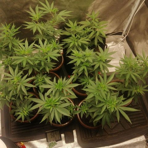Sour Diesel growlog timeline photo