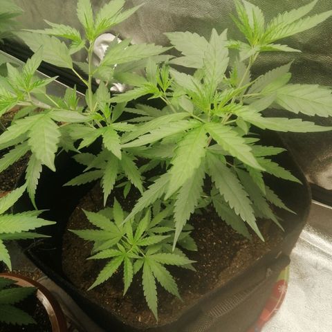 Colt.45​ growlog timeline photo