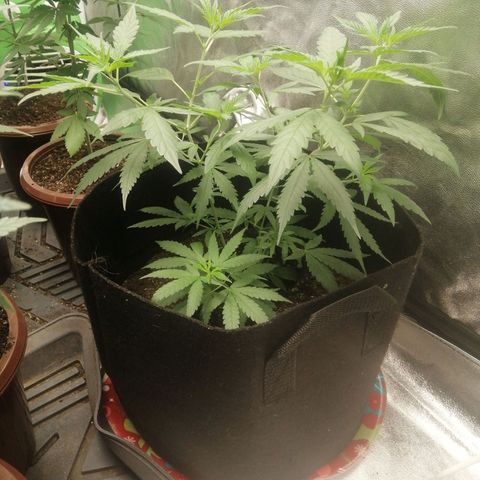 Colt.45​ growlog timeline photo