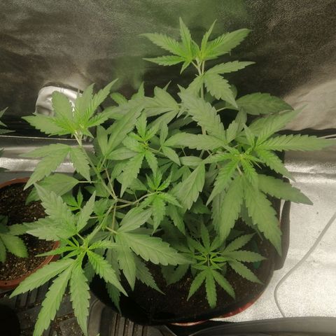 Colt.45​ growlog timeline photo