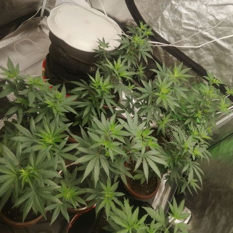 Sour Diesel growlog timeline photo
