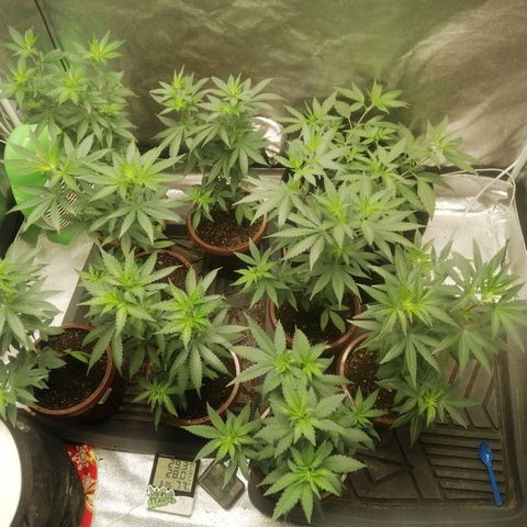 Sour Diesel growlog timeline photo