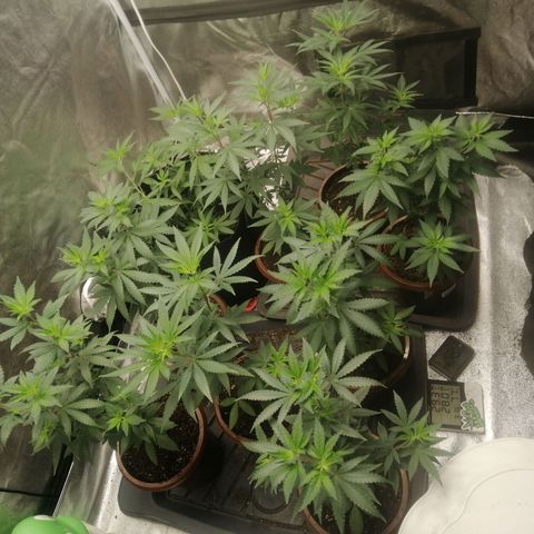 Sour Diesel growlog timeline photo