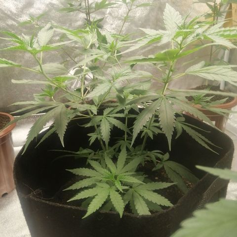 Colt.45​ growlog timeline photo
