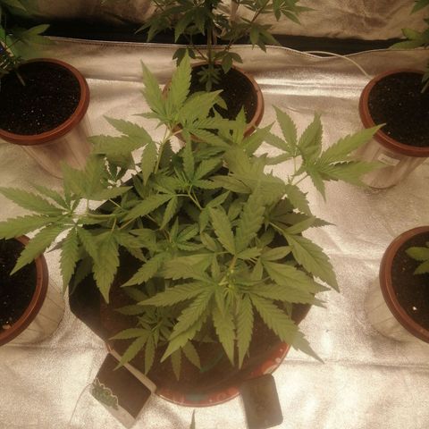 Colt.45​ growlog timeline photo