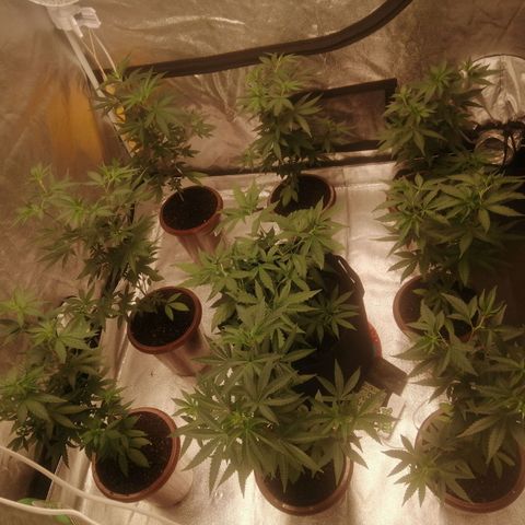 Sour Diesel growlog timeline photo