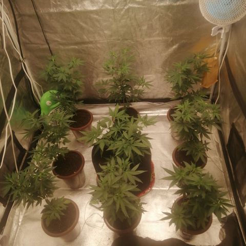 Sour Diesel growlog timeline photo