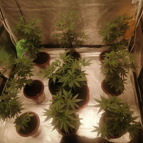 Sour Diesel growlog timeline photo