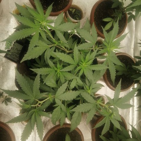 Colt.45​ growlog timeline photo