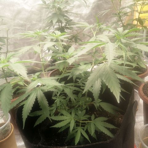 Colt.45​ growlog timeline photo