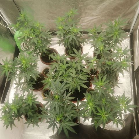 Sour Diesel growlog timeline photo