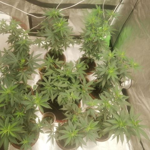 Sour Diesel growlog timeline photo