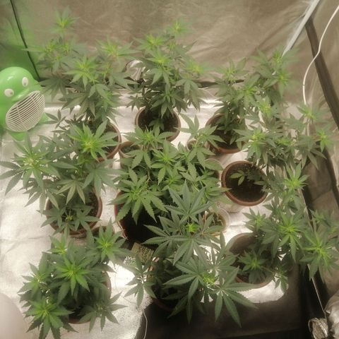 Sour Diesel growlog timeline photo