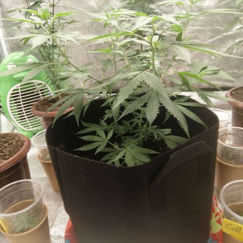 Colt.45​ growlog timeline photo