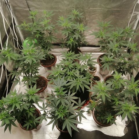 Sour Diesel growlog timeline photo