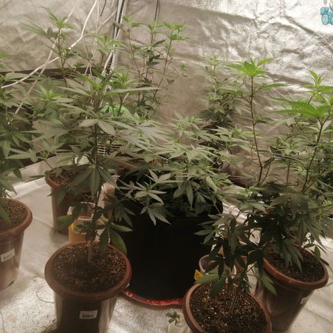 Sour Diesel growlog timeline photo