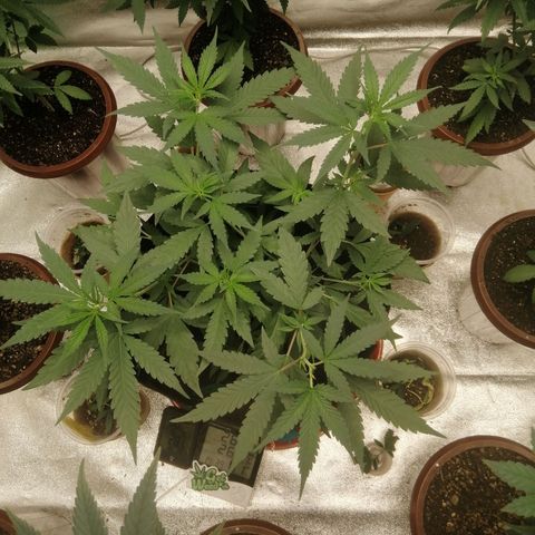 Colt.45​ growlog timeline photo