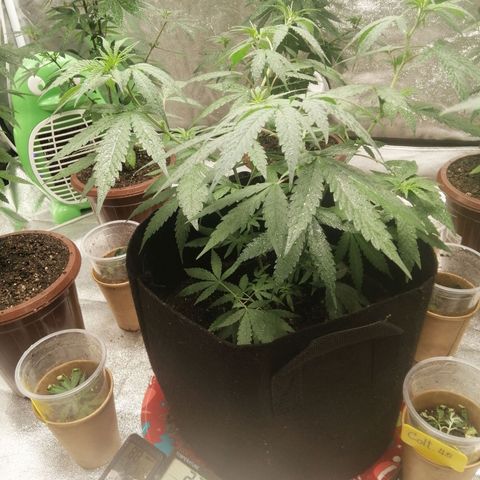 Colt.45​ growlog timeline photo