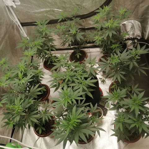 Sour Diesel growlog timeline photo