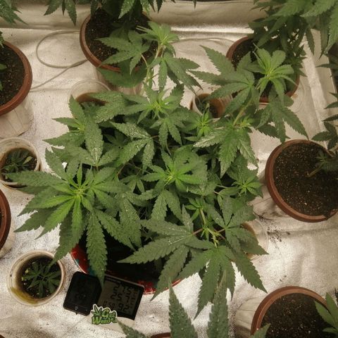 Colt.45​ growlog timeline photo