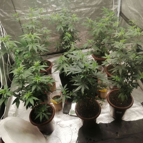 Sour Diesel growlog timeline photo