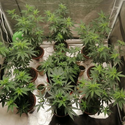 Sour Diesel growlog timeline photo
