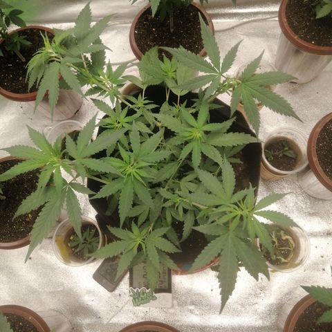 Colt.45​ growlog timeline photo