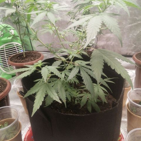 Colt.45​ growlog timeline photo