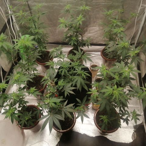 Sour Diesel growlog timeline photo