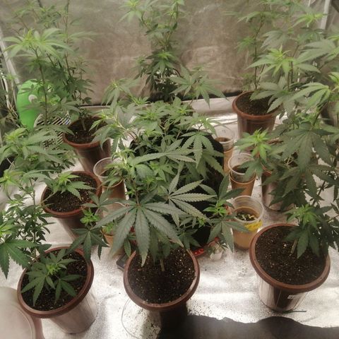 Sour Diesel growlog timeline photo