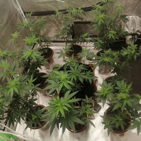 Sour Diesel growlog timeline photo