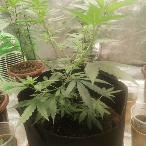 Colt.45​ growlog timeline photo