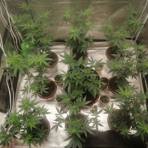 Sour Diesel growlog timeline photo