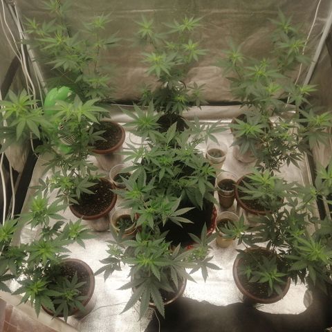 Sour Diesel growlog timeline photo
