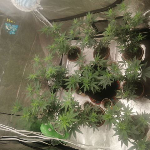 Sour Diesel growlog timeline photo