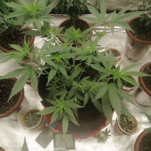 Colt.45​ growlog timeline photo