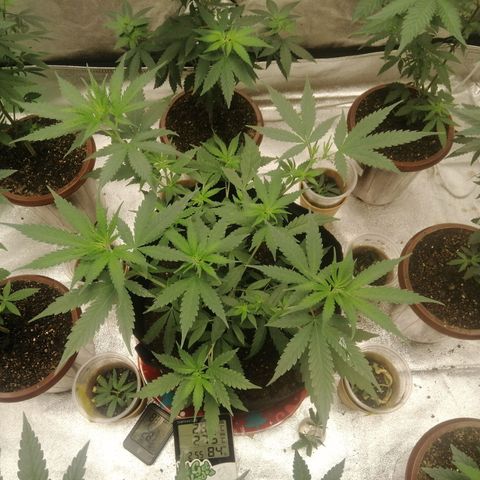 Colt.45​ growlog timeline photo