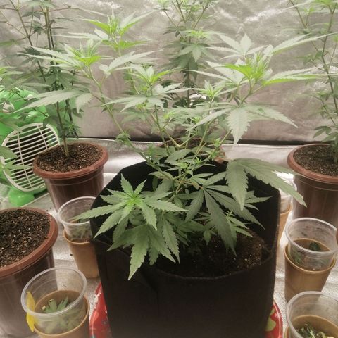 Colt.45​ growlog timeline photo
