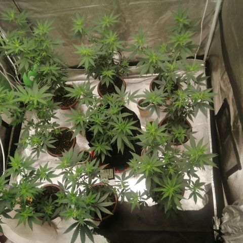 Sour Diesel growlog timeline photo